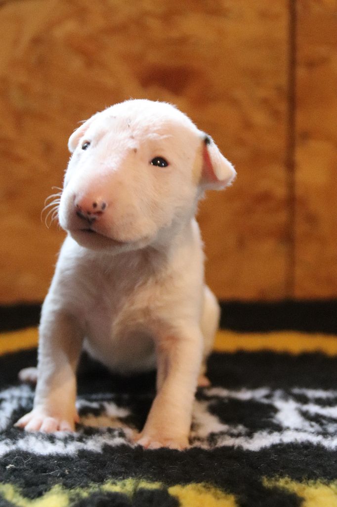 Kingston-Corbières Bt - Chiot disponible  - Bull Terrier Miniature