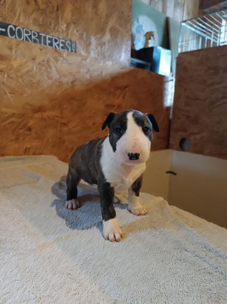 Kingston-Corbières Bt - Chiot disponible  - Bull Terrier