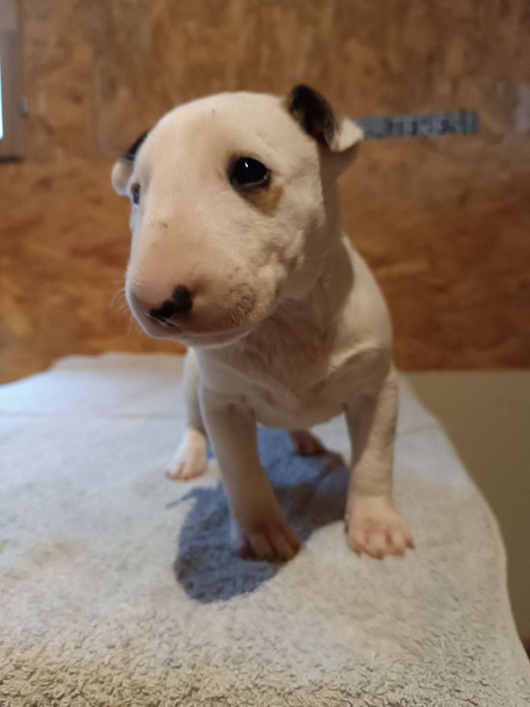 Kingston-Corbières Bt - Chiot disponible  - Bull Terrier