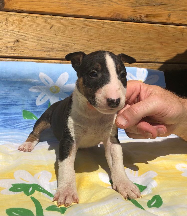 Kingston-Corbières Bt - Chiot disponible  - Bull Terrier Miniature