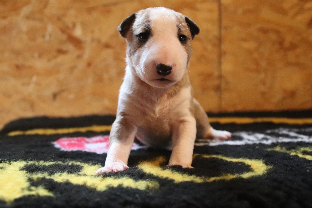 Kingston-Corbières Bt - Chiot disponible  - Bull Terrier Miniature