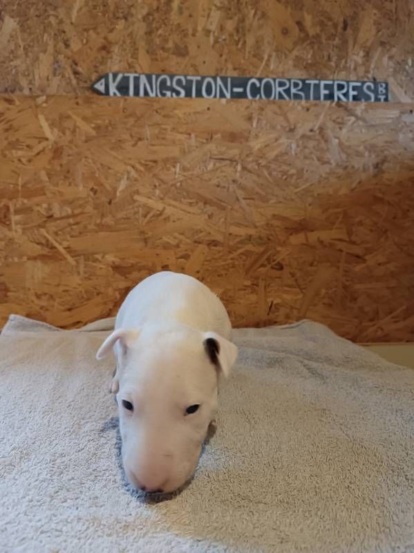 Kingston-Corbières Bt - Chiot disponible  - Bull Terrier