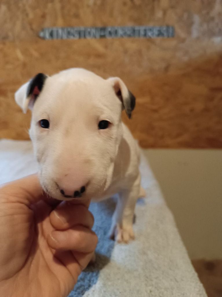 Kingston-Corbières Bt - Chiot disponible  - Bull Terrier