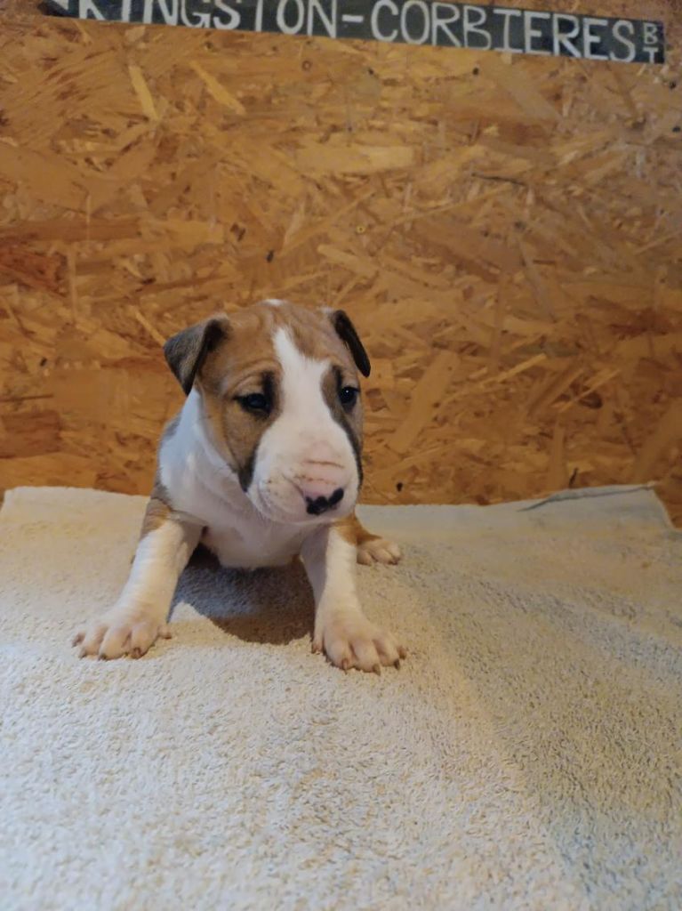 Kingston-Corbières Bt - Chiot disponible  - Bull Terrier