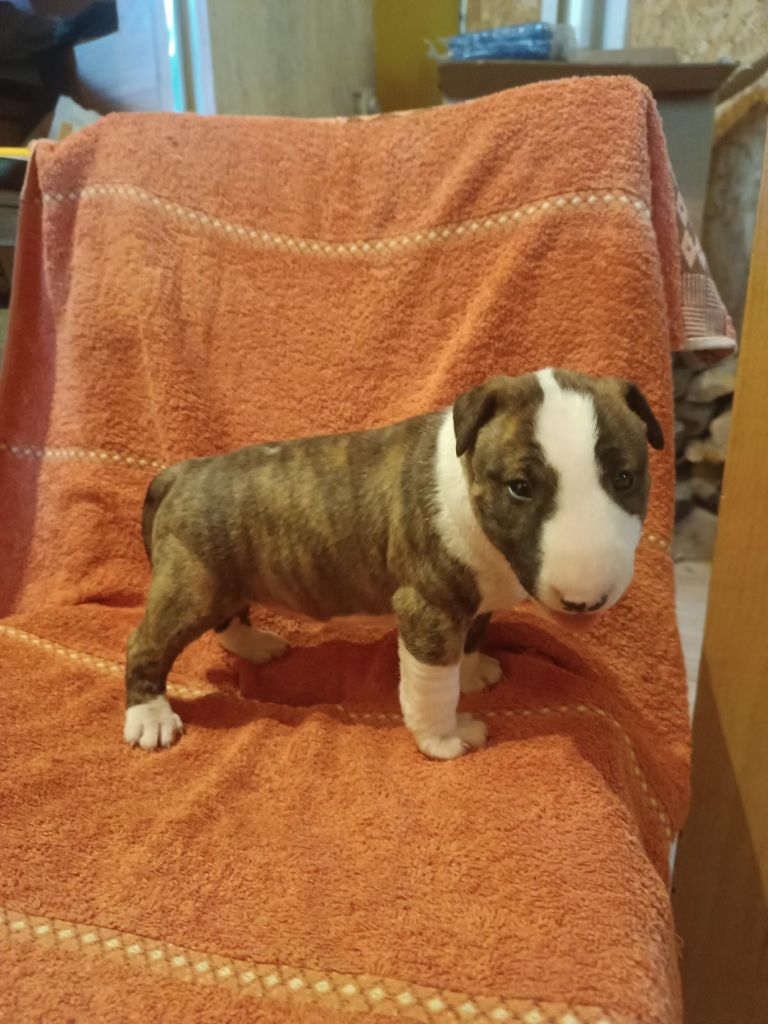 Kingston-Corbières Bt - Chiot disponible  - Bull Terrier Miniature