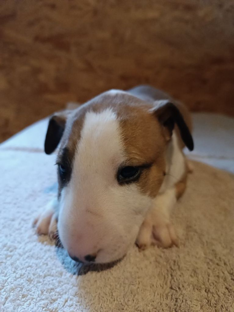 Kingston-Corbières Bt - Chiot disponible  - Bull Terrier