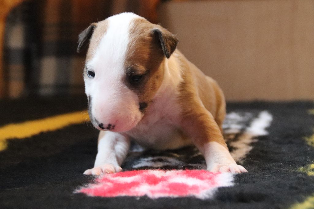 Kingston-Corbières Bt - Chiot disponible  - Bull Terrier Miniature