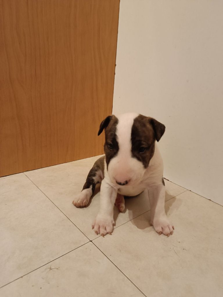 Kingston-Corbières Bt - Chiot disponible  - Bull Terrier Miniature