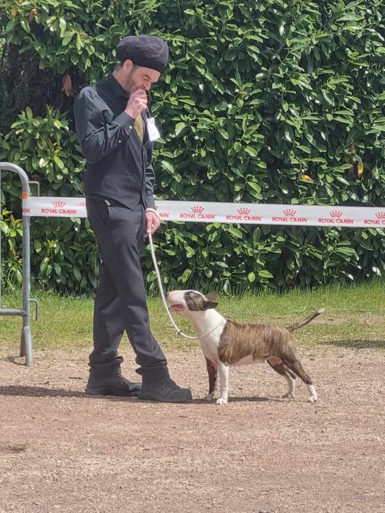 CH. Kingston-Corbières Bt Twinkel light teena