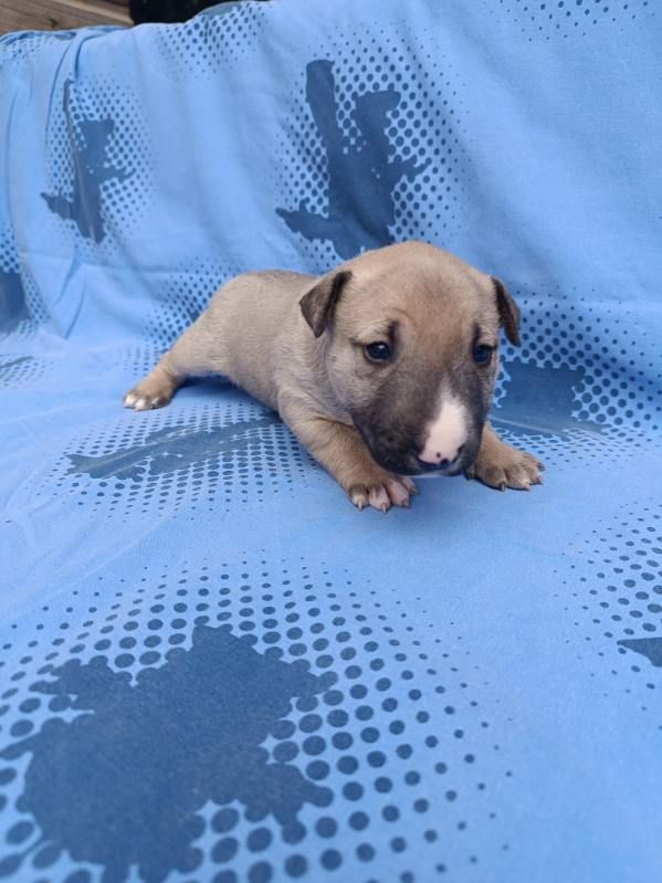 Kingston-Corbières Bt - Chiots disponibles - Bull Terrier Miniature