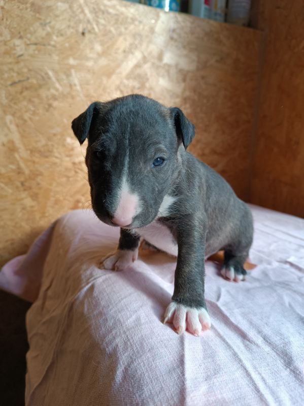 Kingston-Corbières Bt - Chiots disponibles - Bull Terrier