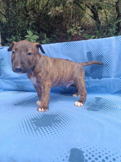 Kingston-Corbières Bt - Chiots disponibles - Bull Terrier Miniature