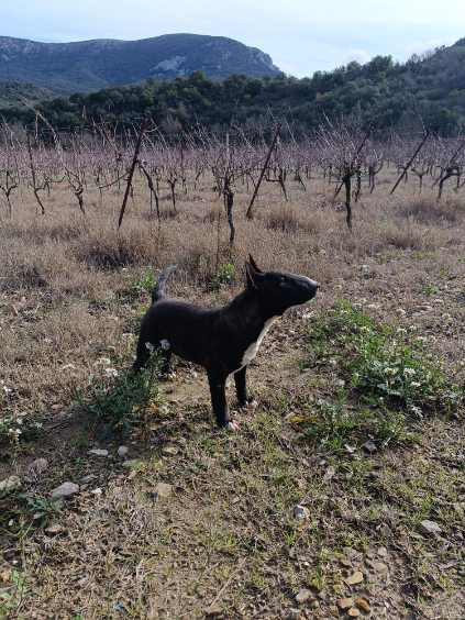 Kingston-Corbières Bt - Chiots disponibles - Bull Terrier Miniature