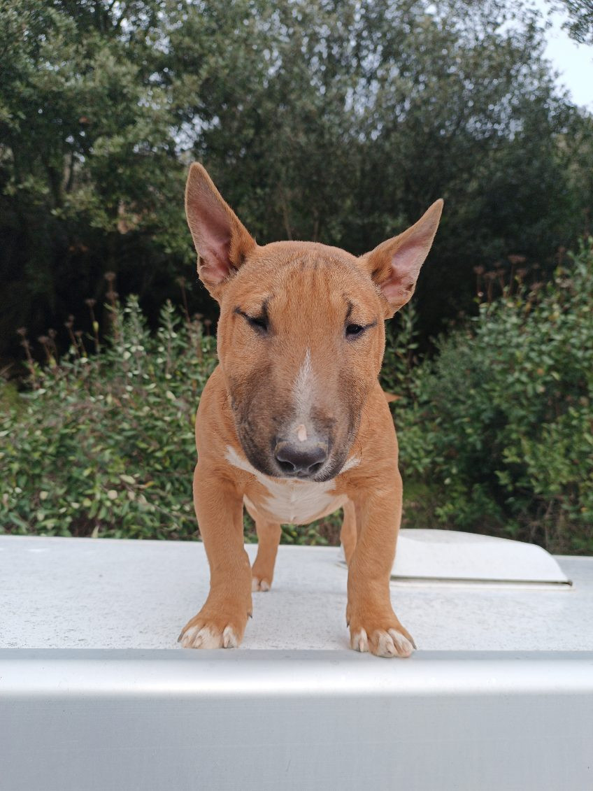 Kingston-Corbières Bt - Chiots disponibles - Bull Terrier Miniature