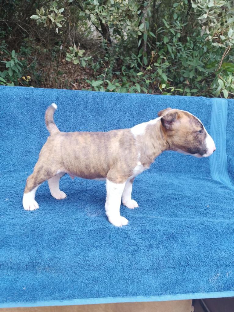 Kingston-Corbières Bt - Chiots disponibles - Bull Terrier Miniature