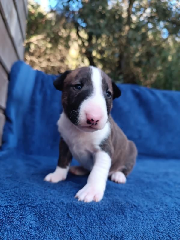 Kingston-Corbières Bt - Chiots disponibles - Bull Terrier Miniature