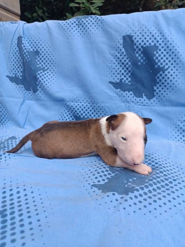 Kingston-Corbières Bt - Chiots disponibles - Bull Terrier Miniature