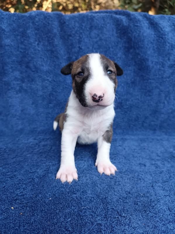 Kingston-Corbières Bt - Chiots disponibles - Bull Terrier Miniature
