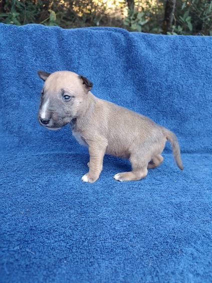 Kingston-Corbières Bt - Chiots disponibles - Bull Terrier Miniature