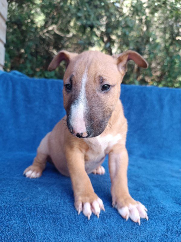 Kingston-Corbières Bt - Chiots disponibles - Bull Terrier Miniature
