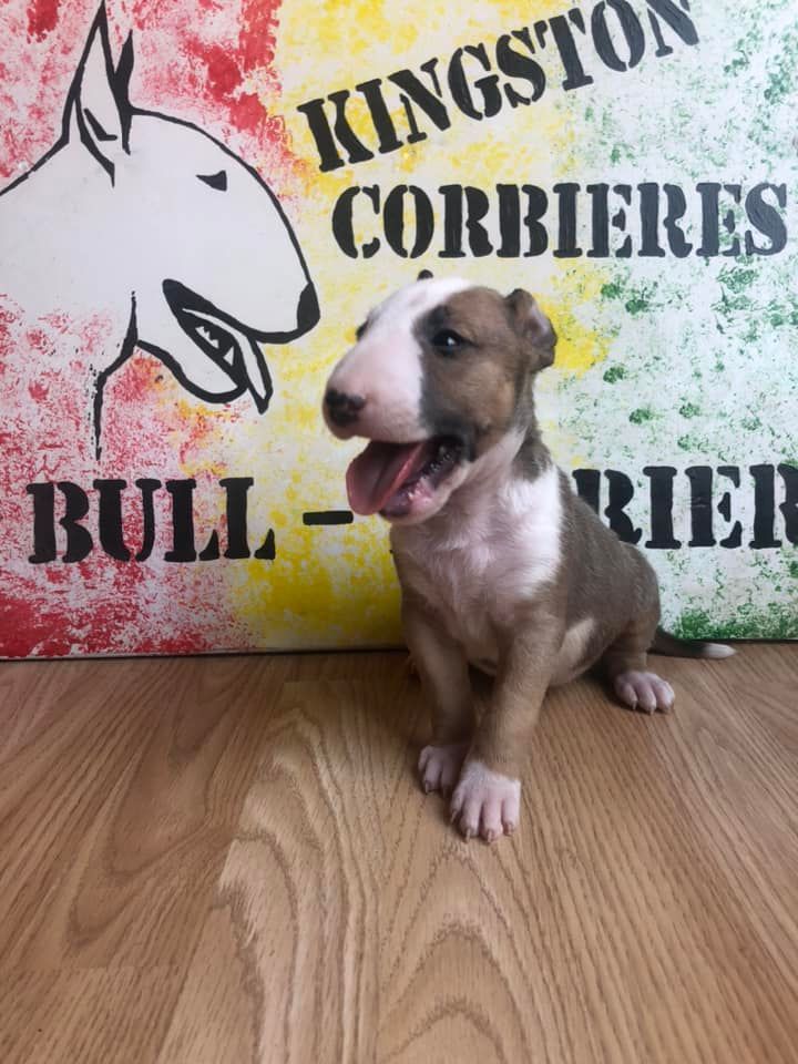 Kingston-Corbières Bt - Bull Terrier - Portée née le 04/07/2022