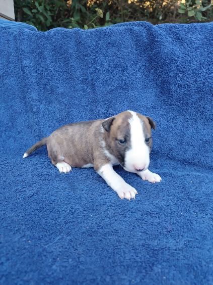 Kingston-Corbières Bt - Chiots disponibles - Bull Terrier Miniature