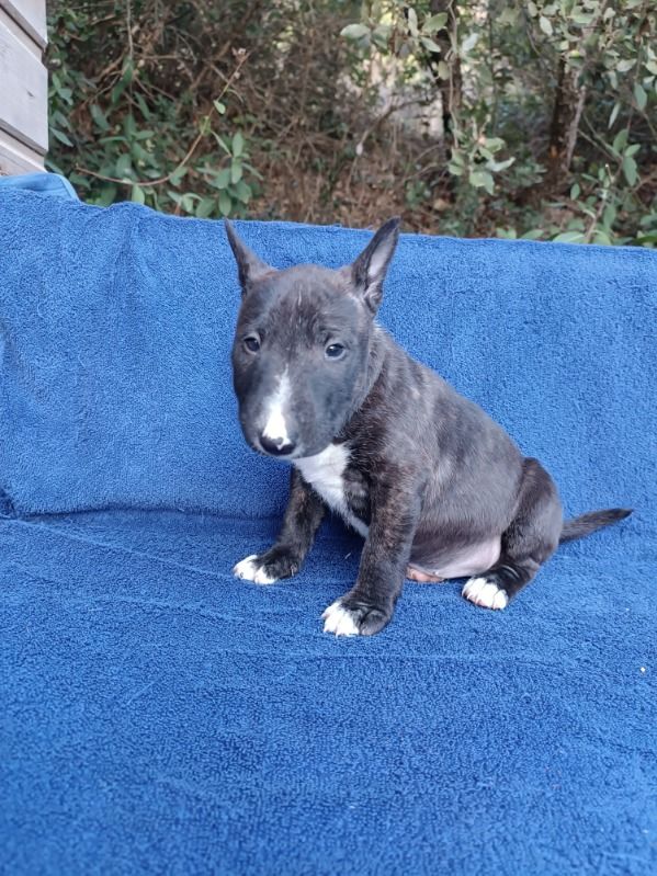 Kingston-Corbières Bt - Chiots disponibles - Bull Terrier Miniature
