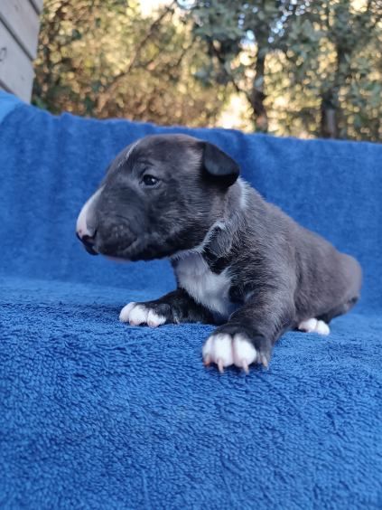 Kingston-Corbières Bt - Chiots disponibles - Bull Terrier Miniature