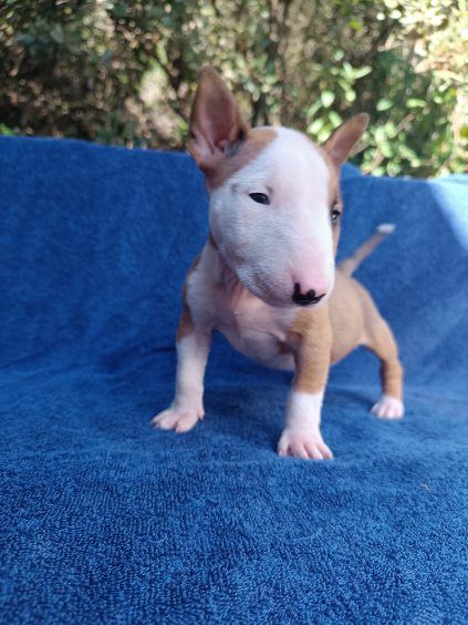 Kingston-Corbières Bt - Chiots disponibles - Bull Terrier Miniature
