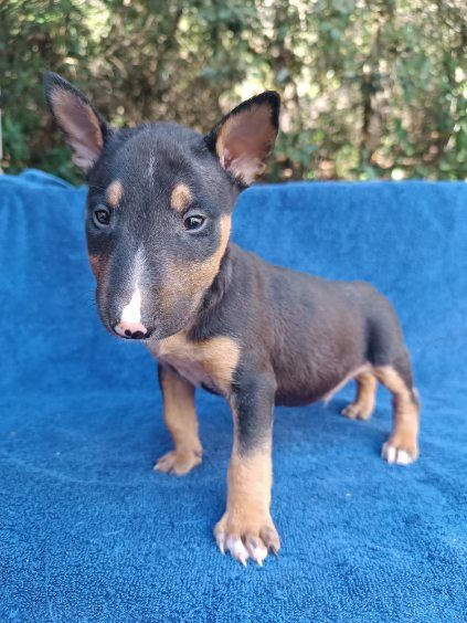 Kingston-Corbières Bt - Chiots disponibles - Bull Terrier Miniature
