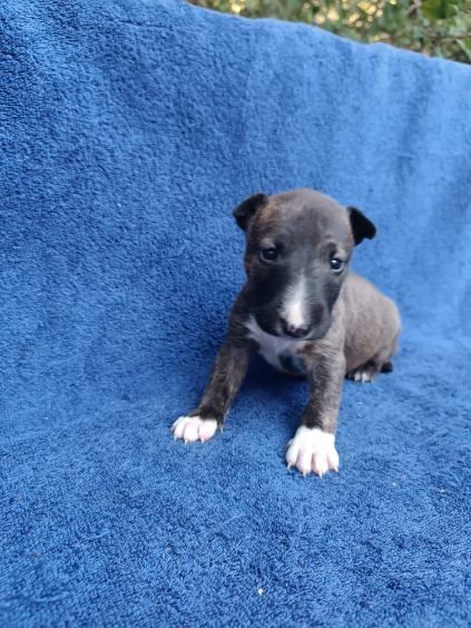 Kingston-Corbières Bt - Chiots disponibles - Bull Terrier Miniature