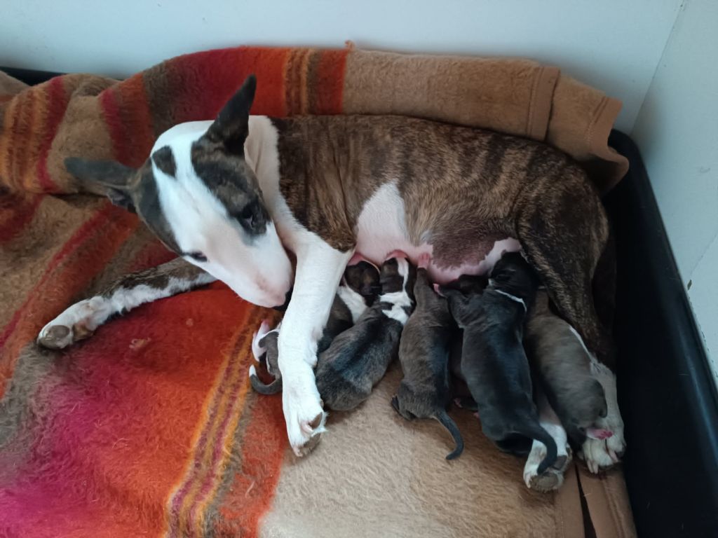 Chiot Bull Terrier Miniature Kingston-Corbières Bt
