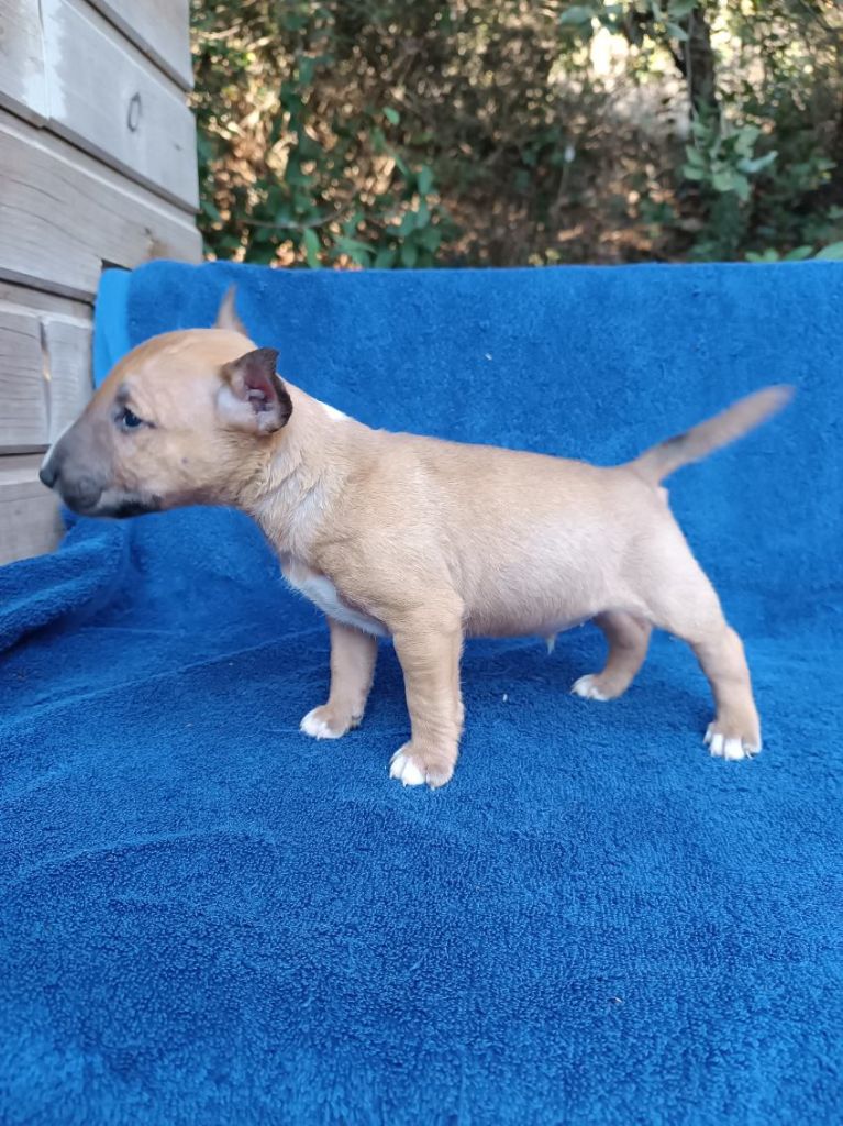 Kingston-Corbières Bt - Chiots disponibles - Bull Terrier Miniature