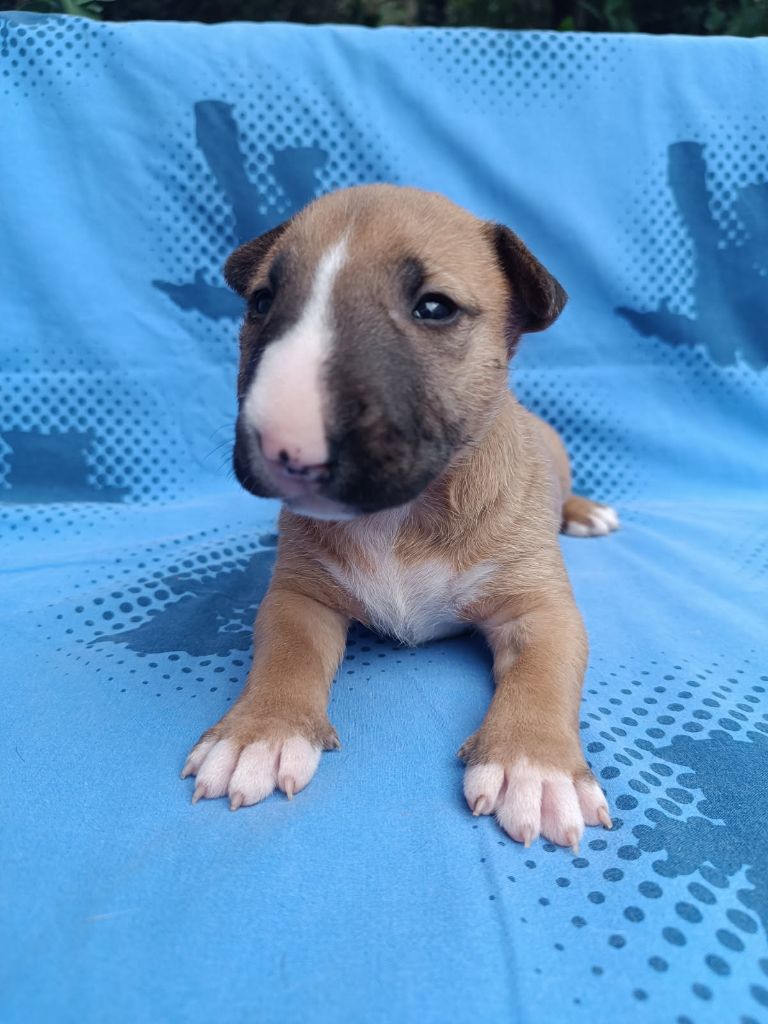 Kingston-Corbières Bt - Chiots disponibles - Bull Terrier Miniature