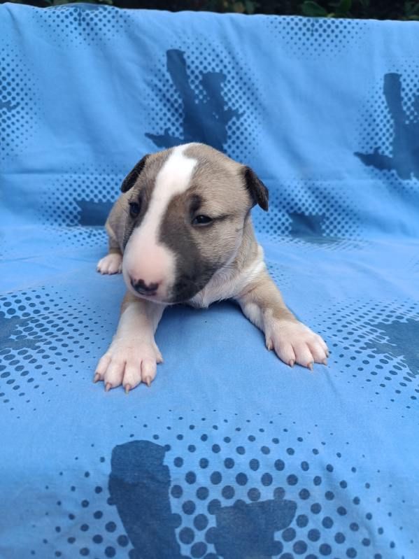 Kingston-Corbières Bt - Chiots disponibles - Bull Terrier Miniature