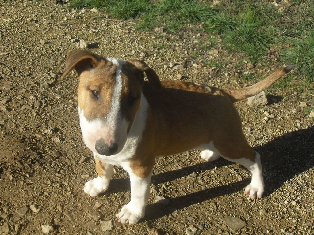 Kingston-Corbières Bt - Bull Terrier - Portée née le 25/08/2019