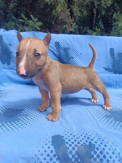 Kingston-Corbières Bt - Chiots disponibles - Bull Terrier Miniature
