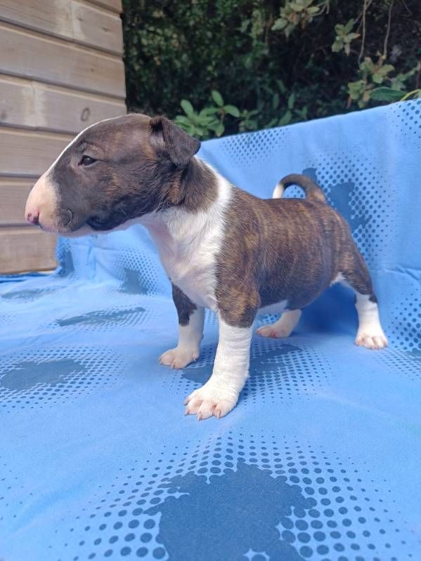 Kingston-Corbières Bt - Chiots disponibles - Bull Terrier Miniature