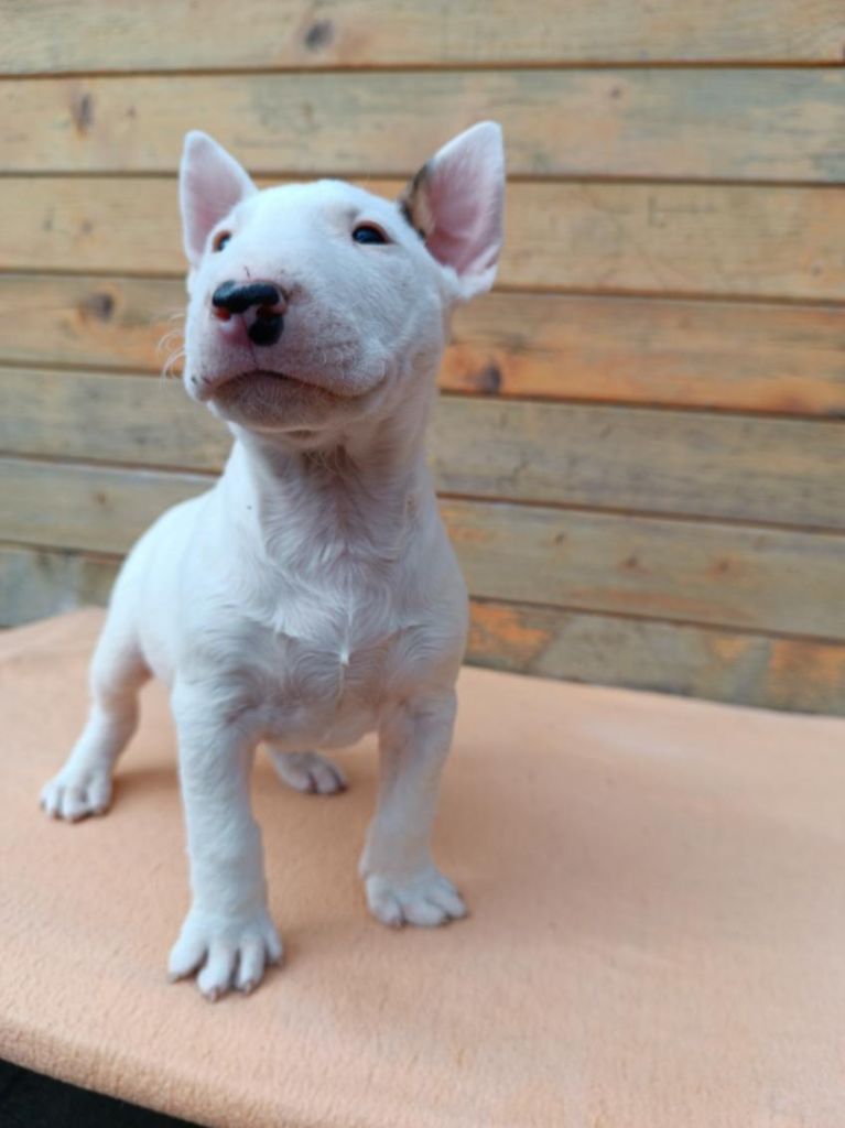 Kingston-Corbières Bt - Chiots disponibles - Bull Terrier