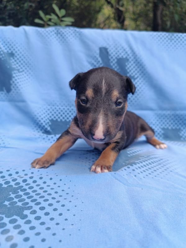 Kingston-Corbières Bt - Chiots disponibles - Bull Terrier Miniature